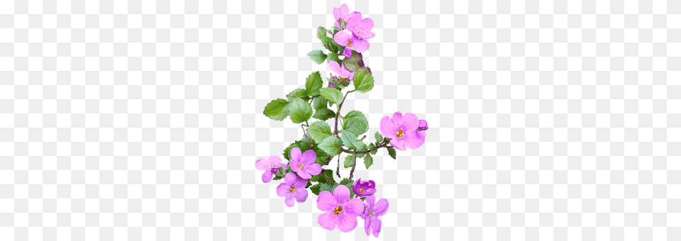 Pink Flower Geranium, Plant, Anemone, Purple Png