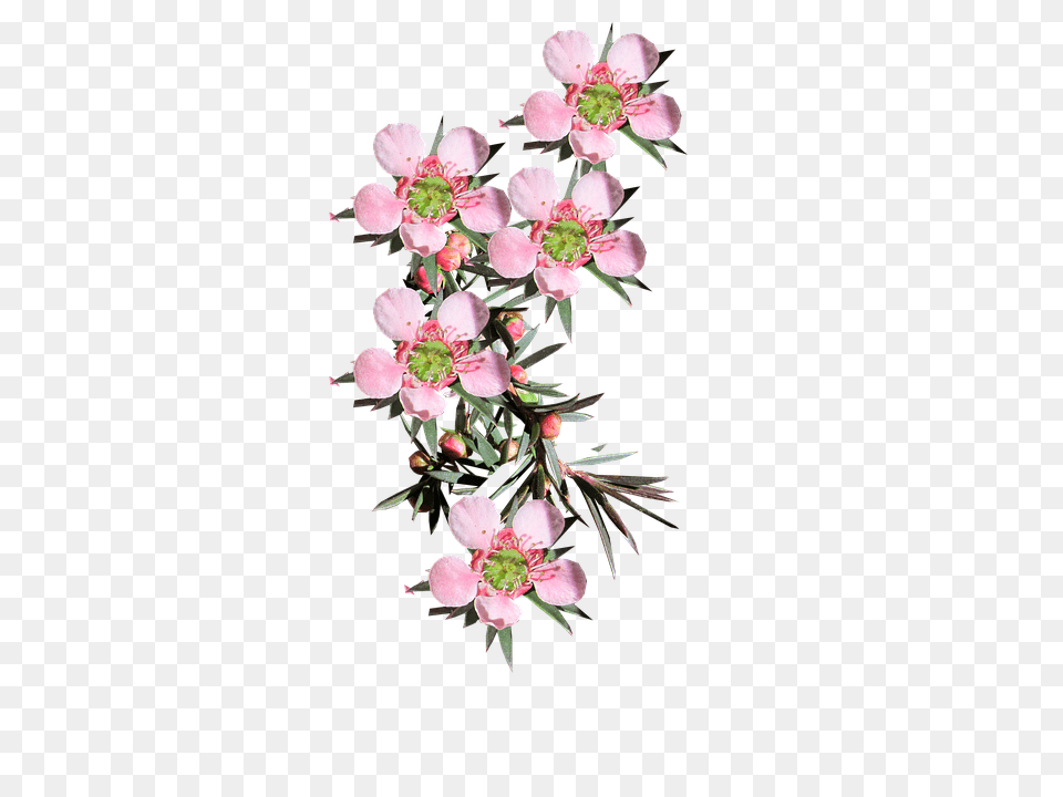 Pink Flower Bud, Geranium, Petal, Plant Free Transparent Png