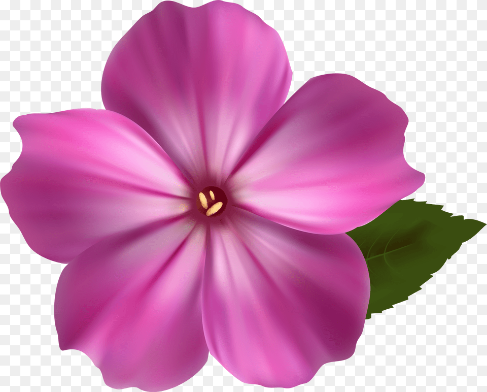 Pink Flower Free Transparent Png