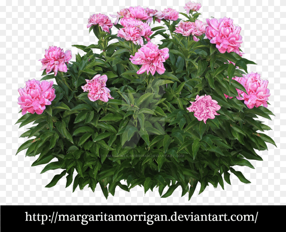 Pink Flower Bush, Dahlia, Plant, Geranium, Rose Png Image