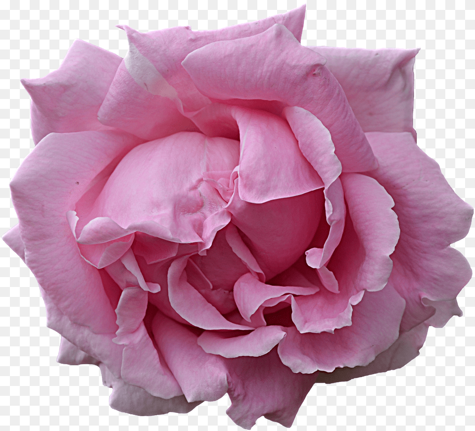 Pink Flower By Frankandcarystock Google Flower, Plant, Rose, Petal Png Image