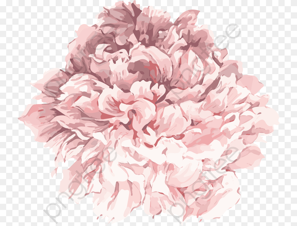 Pink Flower Cartoon Category Light Pink Flower, Carnation, Plant, Rose Png Image