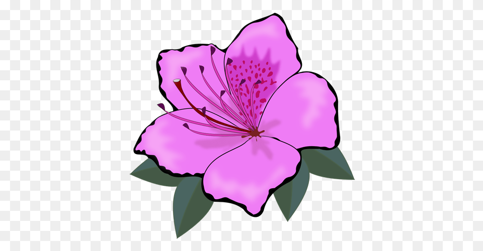 Pink Flower Clip Art Graphics, Anther, Plant, Petal, Geranium Png