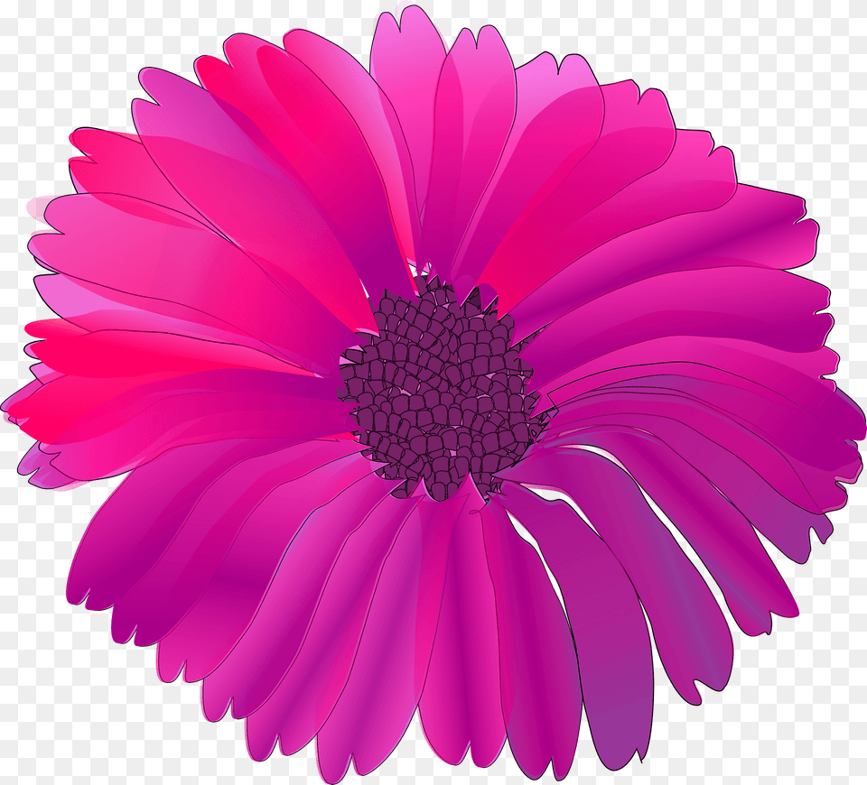 Pink Flower Clipart, Dahlia, Daisy, Petal, Plant Png