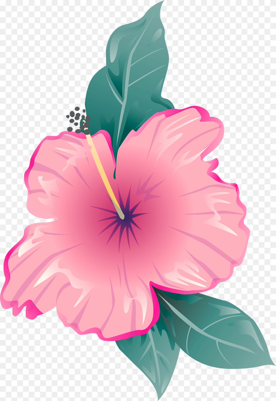 Pink Flower Clipart, Hibiscus, Plant, Baby, Person Png
