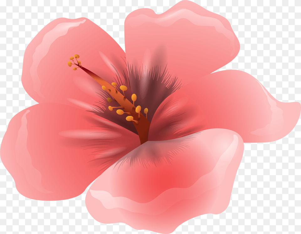 Pink Flower Clipart, Petal, Plant, Anther, Hibiscus Free Transparent Png