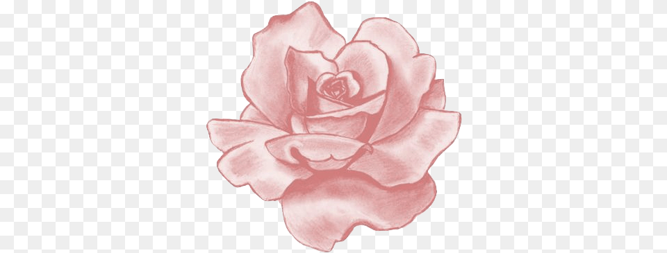 Pink Flower Clipart Flower Tumblr Sticker Rose, Petal, Plant, Carnation, Diaper Free Png Download