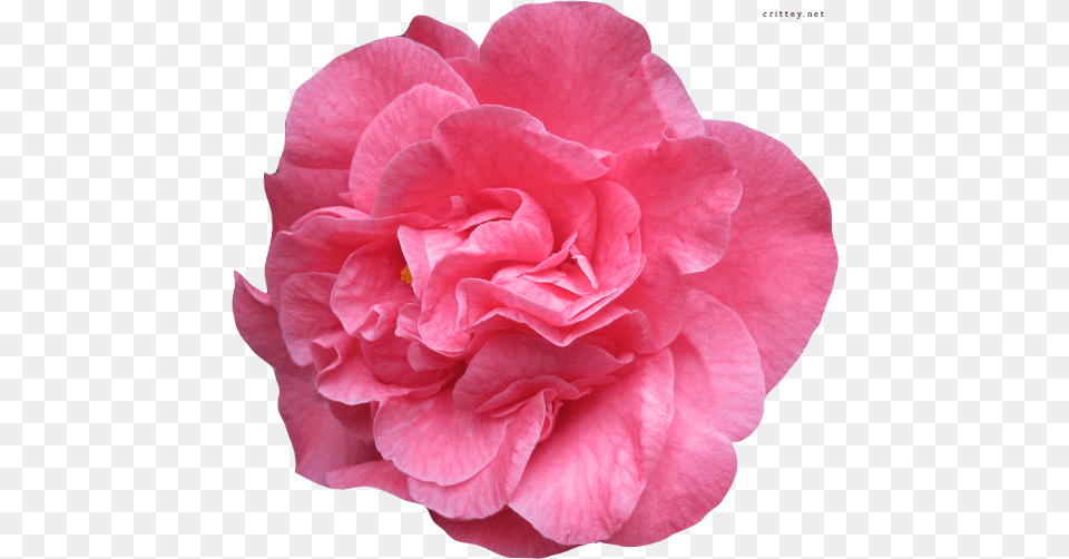 Pink Flower Clipart Real Real Flower Vector, Geranium, Petal, Plant, Rose Png Image