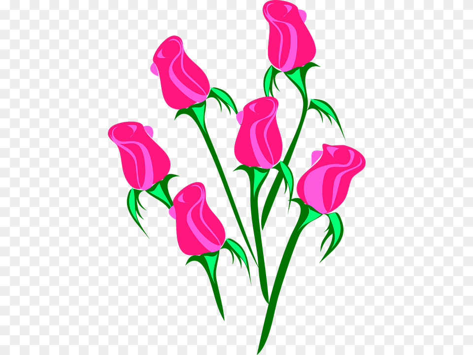 Pink Flower Clipart Real Rose, Art, Plant, Graphics, Pattern Free Png
