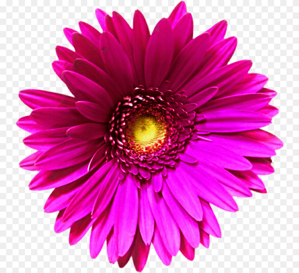 Pink Flower Clipart Transparent Background Gerbera, Dahlia, Daisy, Petal, Plant Png Image