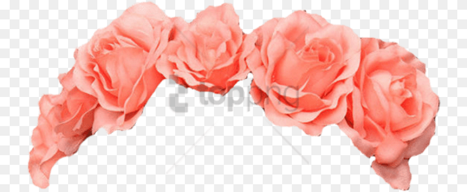 Pink Flower Crown Picture Flower Crown, Carnation, Petal, Plant, Rose Png