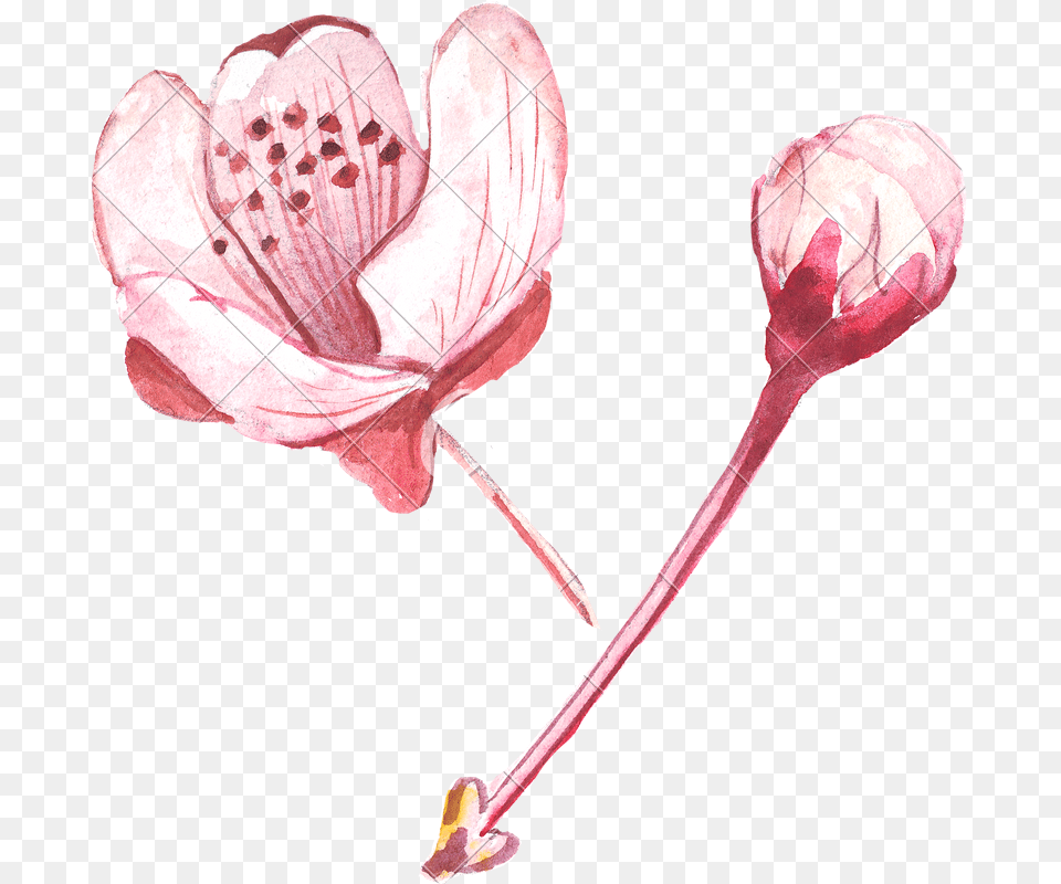 Pink Flower Drawing Lily, Anther, Petal, Plant, Hibiscus Png