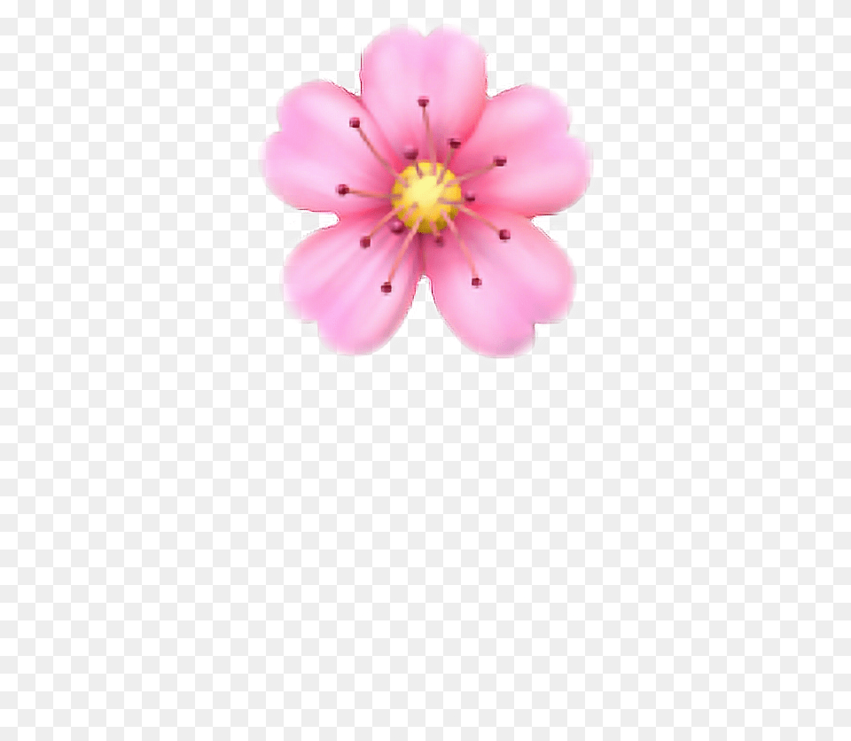 Pink Flower Emoji, Anther, Petal, Plant, Anemone Free Png Download