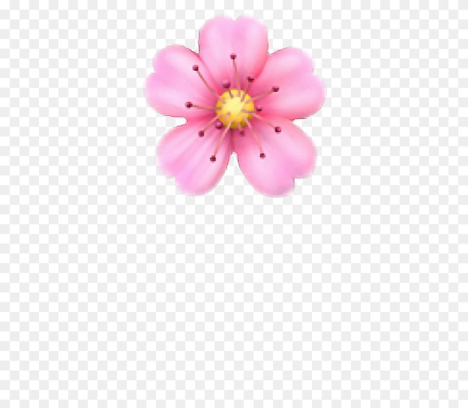 Pink Flower Emoji Ios Flower Emoji Transparent, Anther, Petal, Plant, Anemone Png Image