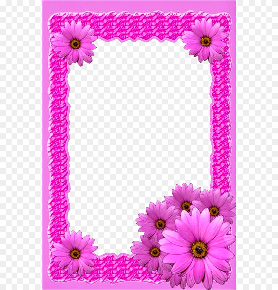 Pink Flower Frame African Daisy, Dahlia, Purple, Plant, Petal Free Png