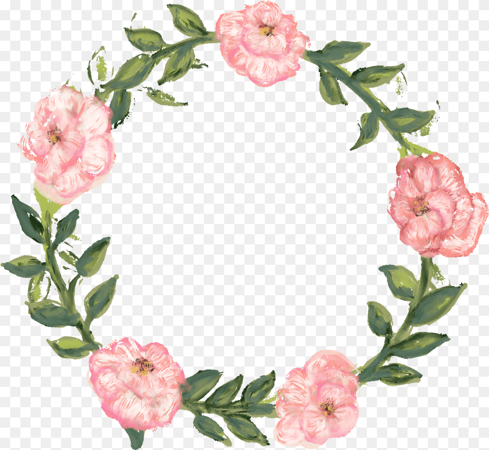 Pink Flower Gif Transparent, Carnation, Plant, Rose Png Image
