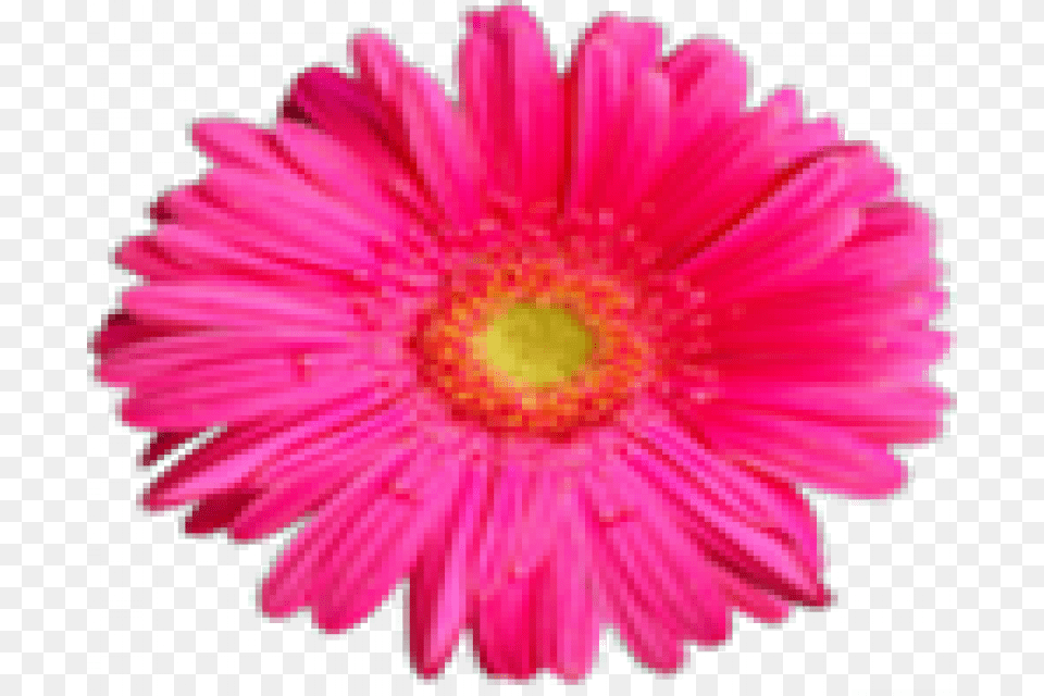Pink Flower Hd, Daisy, Petal, Plant, Rose Free Png Download