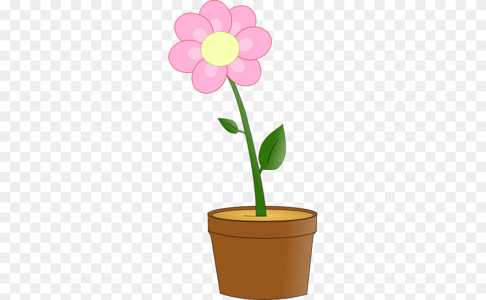 Pink Flower In Pot Clip Art For Web, Petal, Plant, Daisy, Geranium Free Png