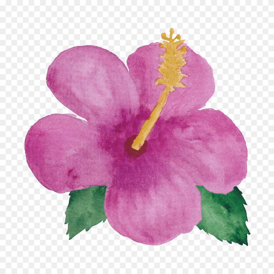 Pink Flower Little Princess Plant, Anther, Hibiscus Free Png Download
