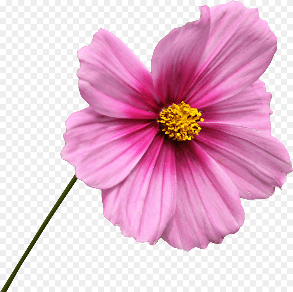 Pink Flower On Stem, Anther, Dahlia, Daisy, Petal Png Image