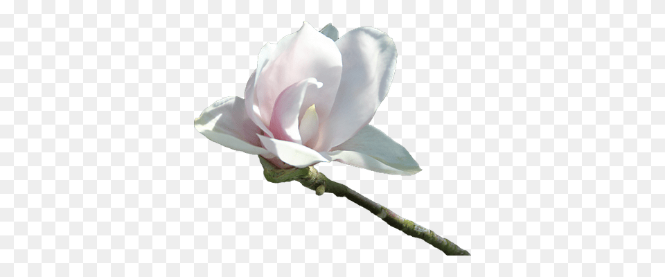 Pink Flower On Stem, Plant, Bud, Rose, Sprout Free Png Download