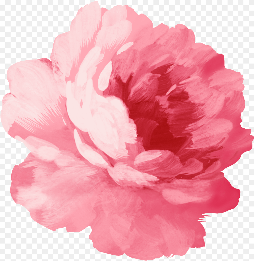 Pink Flower Peonies, Carnation, Plant, Rose Free Png Download