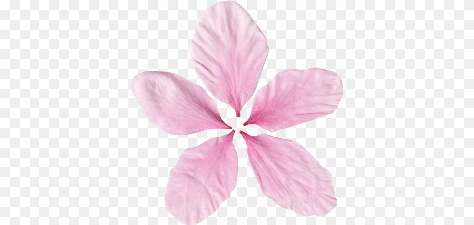 Pink Flower Petals 01 Graphic By Gina Jones Pixel Cattleya Orchids, Petal, Plant, Person Free Png