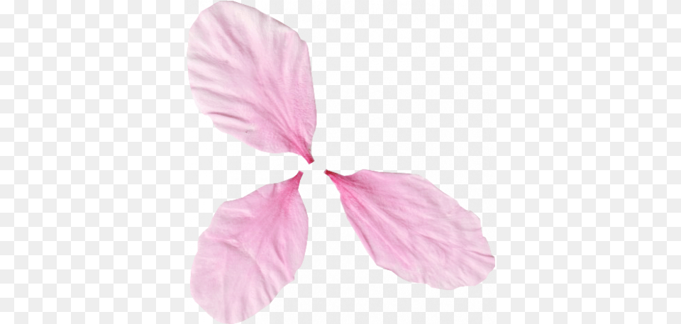 Pink Flower Petals 02 Graphic By Gina Jones Pixel Girly, Petal, Plant, Person Png