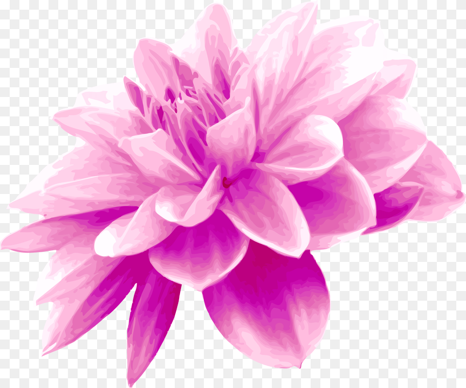 Pink Flower Pink And Light Blue Flowes, Dahlia, Plant, Rose Png Image