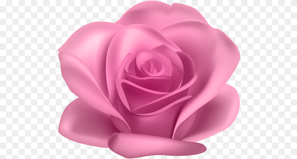 Pink Flower Rose Transparent Image Gallery Yopriceville Garden Roses, Petal, Plant Free Png Download