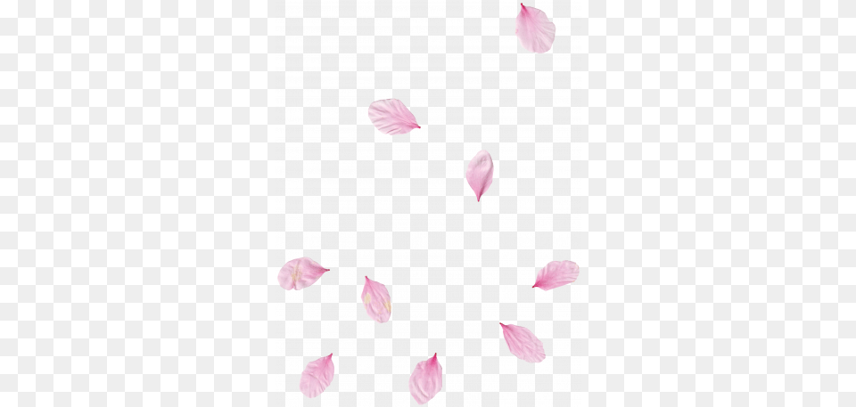 Pink Flower Scatter 02 Graphic By Gina Jones Pixel Girly, Petal, Plant, Astronomy, Moon Free Png