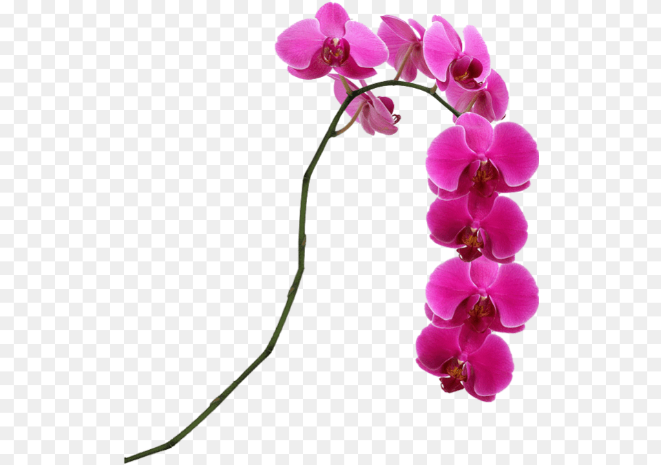 Pink Flower Singapore Moth Slipper Hot Pink Phalaenopsis Orchids, Orchid, Plant Png