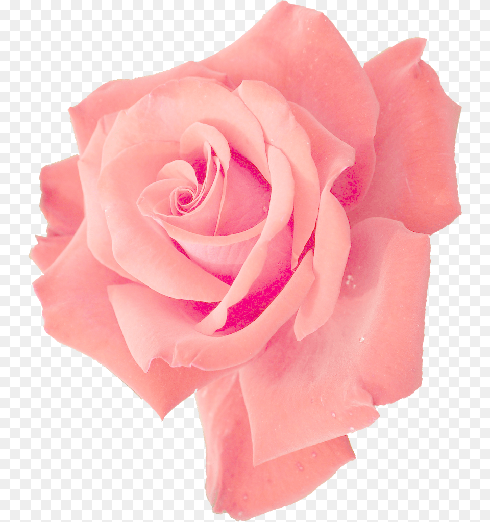 Pink Flower Transparent, Petal, Plant, Rose Free Png Download