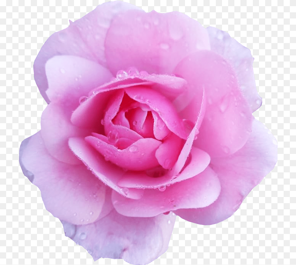 Pink Flower Transparent Background, Petal, Plant, Rose Png