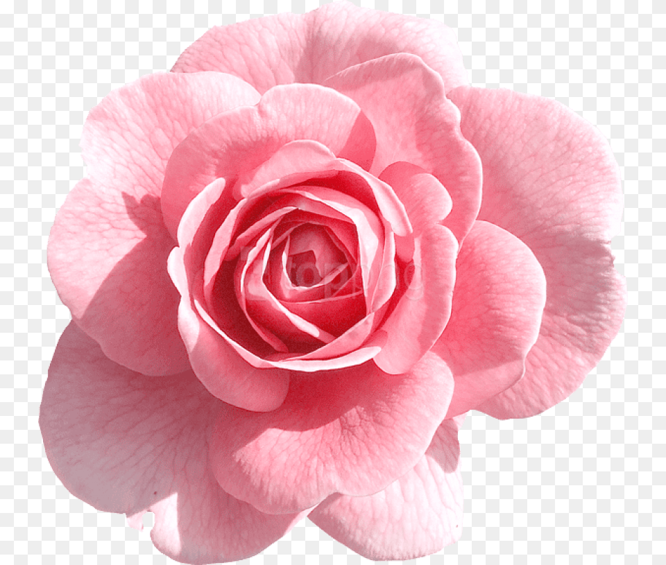 Pink Flower Transparent Background, Petal, Plant, Rose Free Png