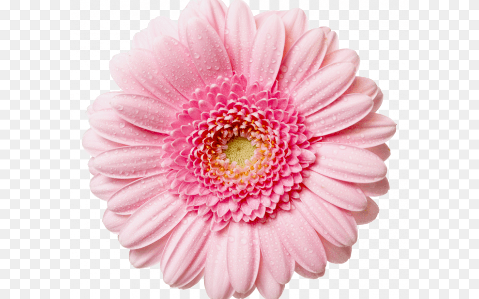 Pink Flower Transparent Background Flower With No Background, Dahlia, Daisy, Petal, Plant Free Png Download