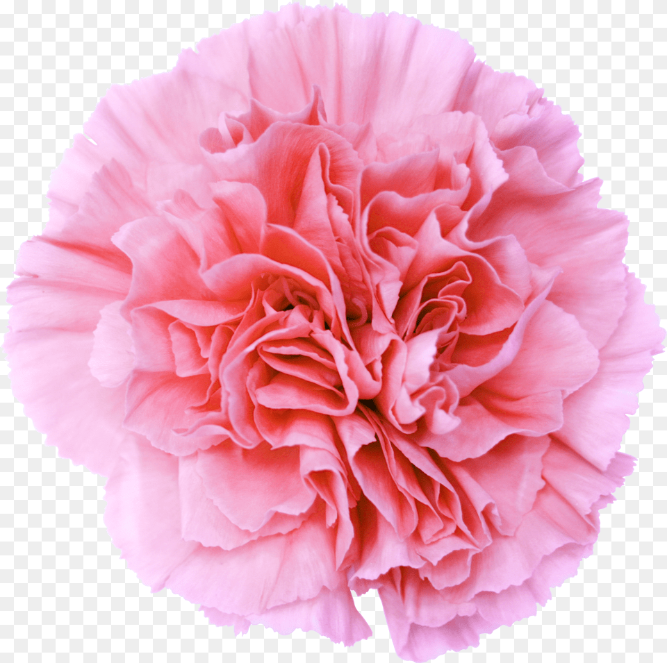 Pink Flower Transparent Background Portable Network Graphics Png Image