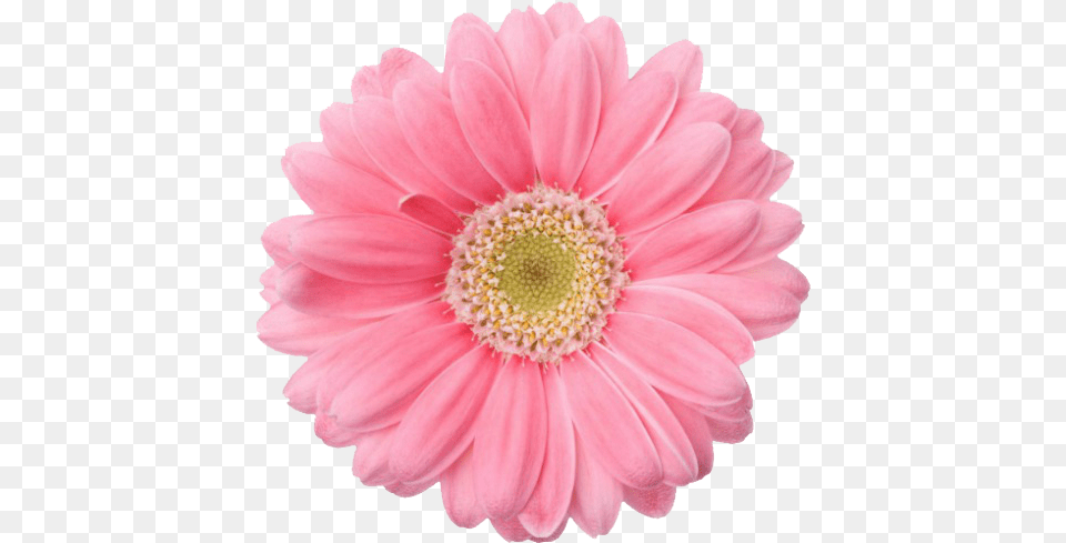 Pink Flower Tumblr Picture Single Flowers White Background, Dahlia, Daisy, Petal, Plant Free Transparent Png