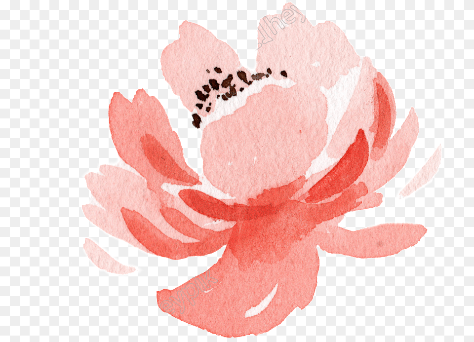 Pink Flower Watercolor Hand Painted Garden Roses, Petal, Plant, Person Free Transparent Png