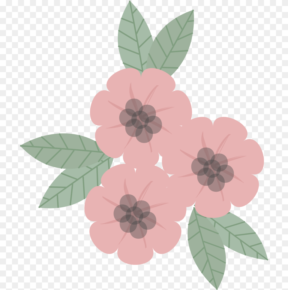 Pink Flower With Background Rose, Anemone, Plant, Geranium, Leaf Png Image