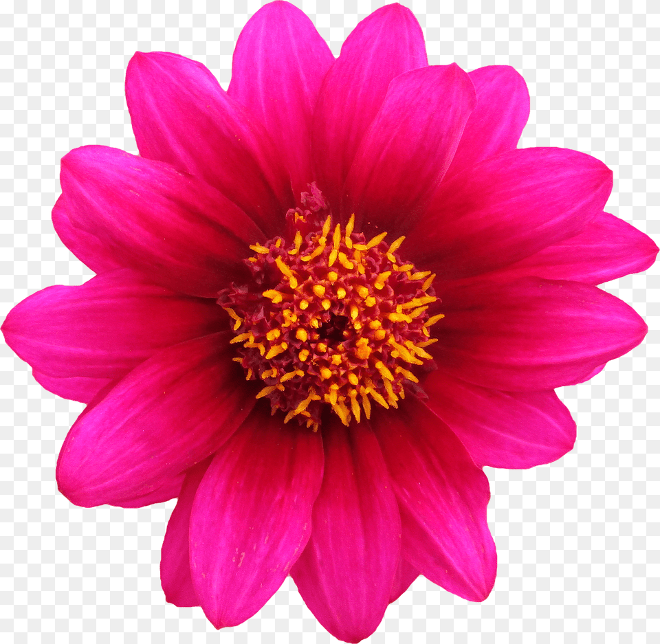 Pink Flower Yellow Stamen, Dahlia, Daisy, Petal, Plant Free Png Download