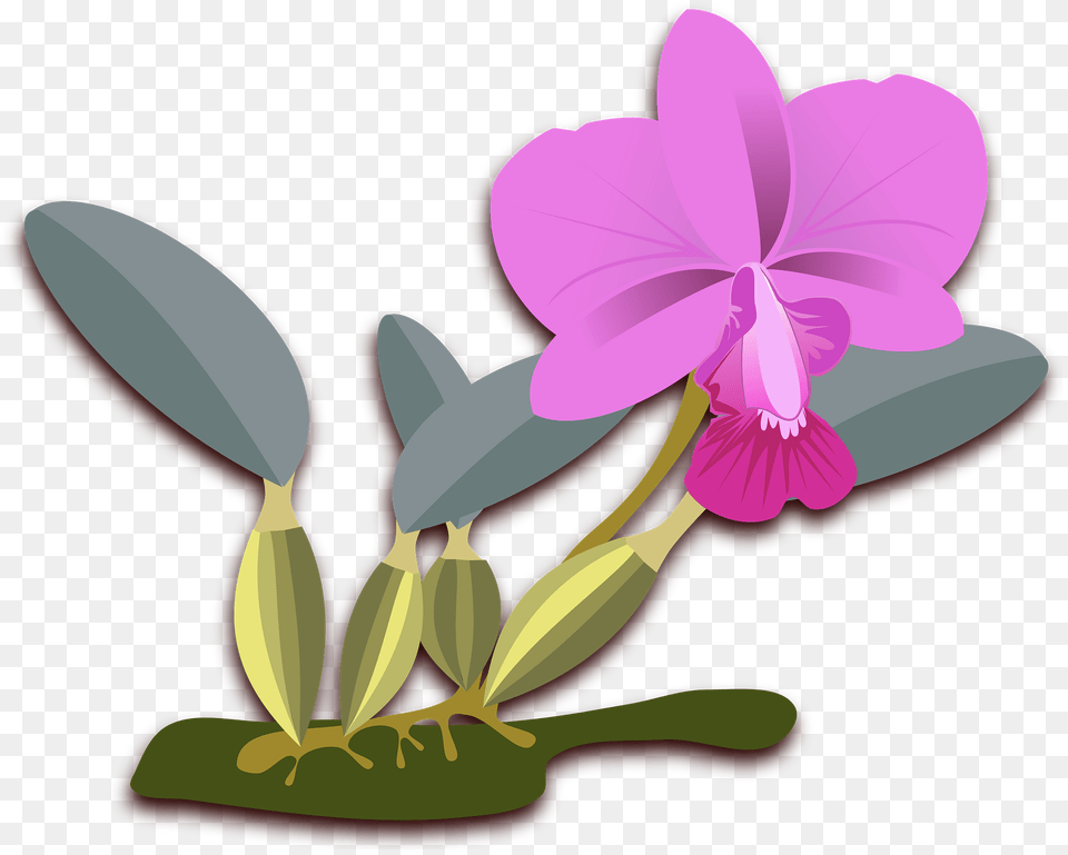 Pink Flowering Plant Clipart, Flower, Orchid, Dynamite, Weapon Png