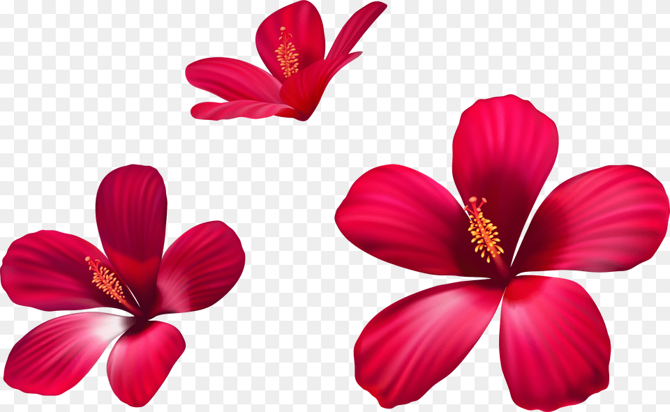 Pink Flowers Free Png Download