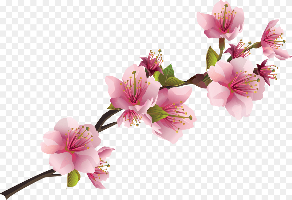 Pink Flowers, Flower, Plant, Pollen, Anther Free Png Download