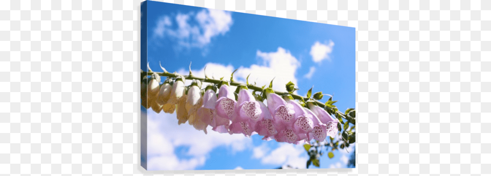 Pink Flowers And Blue Sky Background Canvas Print Cu Azul, Flower, Plant, Foxglove, Petal Free Png Download