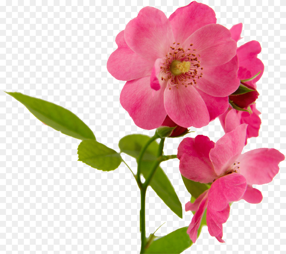 Pink Flowers Beautiful Hd Powerpoint Download Rosa Canina, Anemone, Anther, Flower, Geranium Png