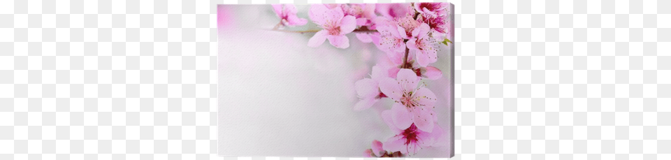 Pink Flowers Blossoming Tree Branch Deep Bokeh Canvas Flower, Plant, Cherry Blossom, Geranium, Petal Free Transparent Png