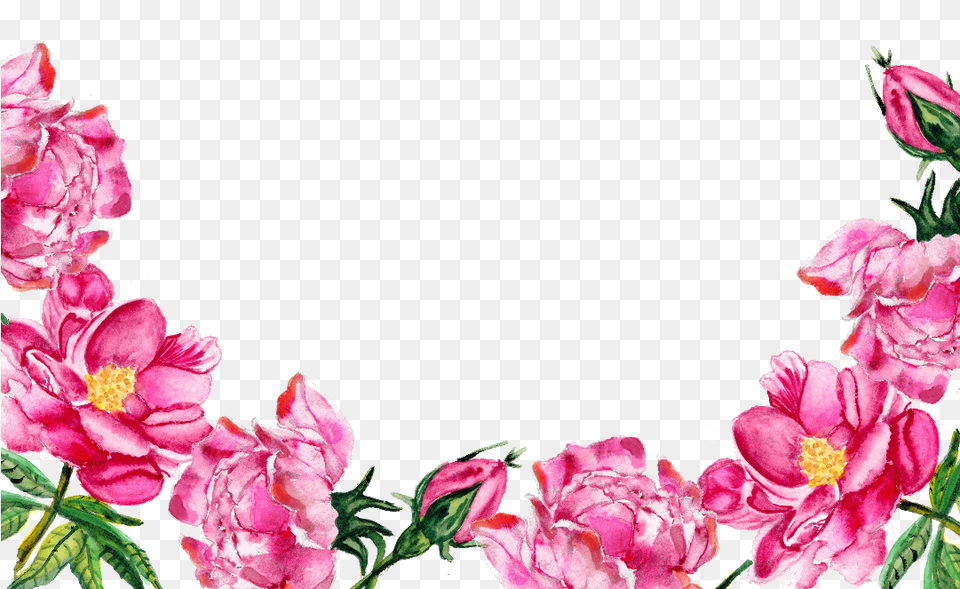 Pink Flowers Bottom Clipart Flower Border Pink Transparent, Anemone, Petal, Plant, Geranium Free Png Download