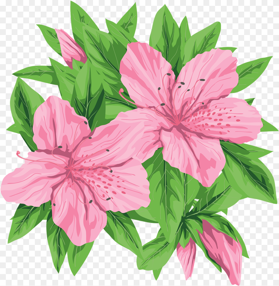 Pink Flowers Clip Pink And Green Flower Clipart, Plant, Hibiscus Png Image