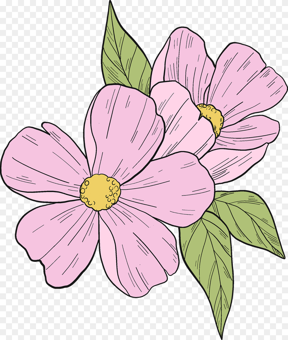Pink Flowers Clipart, Anemone, Flower, Plant, Petal Png